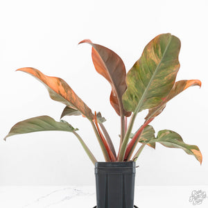 Philodendron 'Imperial Red' Variegated (wk19-UK)