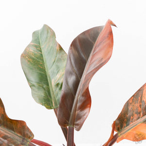 Philodendron 'Imperial Red' Variegated (wk19-UK)