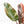 Philodendron 'Imperial Red' Variegated (wk19-UK)