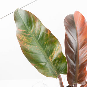Philodendron 'Imperial Red' Variegated (wk19-UK)