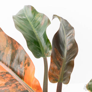 Philodendron 'Imperial Red' Variegated (wk19-UK)