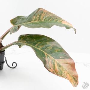 Philodendron 'Imperial Red' Variegated (wk19-UK)