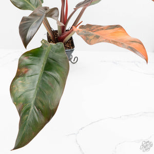 Philodendron 'Imperial Red' Variegated (wk19-UK)