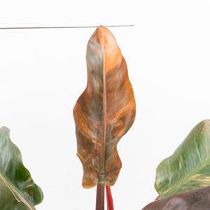 Philodendron 'Imperial Red' Variegated (wk19-UK)
