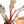 Philodendron 'Imperial Red' Variegated (wk19-UK)