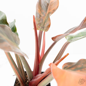 Philodendron 'Imperial Red' Variegated (wk19-UK)