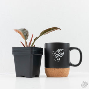 Philodendron 'Imperial Red' Variegated (wk24-UF)