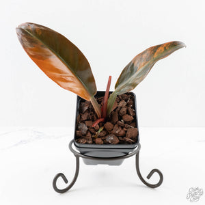 Philodendron 'Imperial Red' Variegated (wk24-UF)