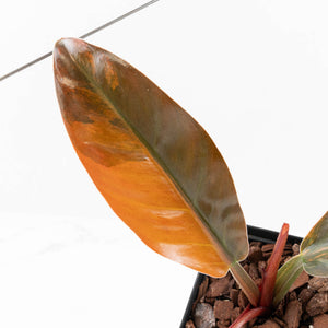 Philodendron 'Imperial Red' Variegated (wk24-UF)