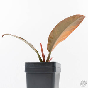 Philodendron 'Imperial Red' Variegated (wk24-UF)