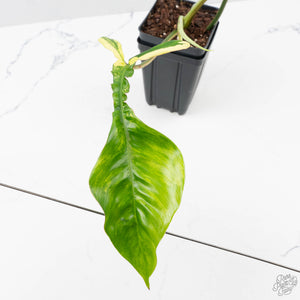 Philodendron 'Joepii' Variegated (wk38-L272)