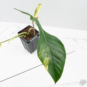 Philodendron 'Joepii' Variegated (wk38-L272)