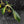 Philodendron 'Joepii' Variegated (wk41-L348)