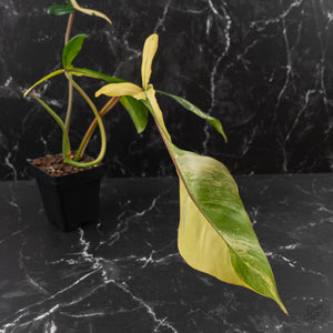 Philodendron 'Joepii' Variegated (wk41-L348)
