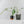 Philodendron 'Joepii' Variegated - Mother Plant (wk42-L375)