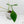 Philodendron 'Joepii' Variegated - Mother Plant (wk42-L375)