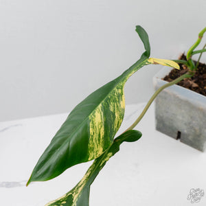 Philodendron 'Joepii' Variegated - Mother Plant (wk42-L375)