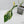 Philodendron 'Joepii' Variegated - Mother Plant (wk42-L375)