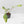 Philodendron 'Joepii' Variegated (wk43-L388)