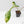 Philodendron 'Joepii' Variegated (wk43-L388)