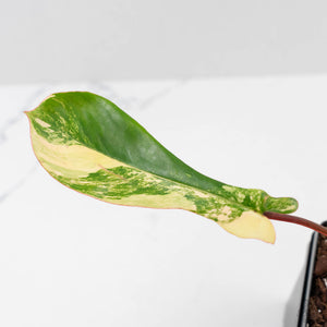 Philodendron 'Joepii' Variegated (wk43-L388)