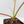 Philodendron 'Joepii' Variegated (wk43-L388)