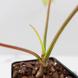 Philodendron 'Joepii' Variegated (wk43-L388)