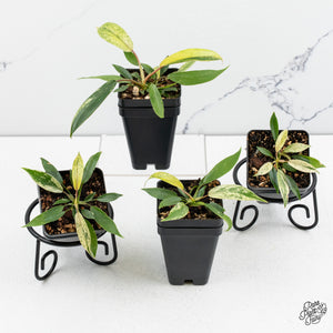 Philodendron Joepii variegated *Grower's Choice*