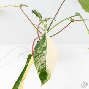 Philodendron 'Joepii' Variegated (wk20-A)