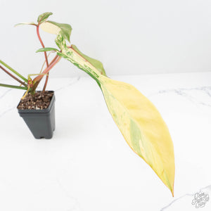 Philodendron 'Joepii' Variegated (wk20-A)