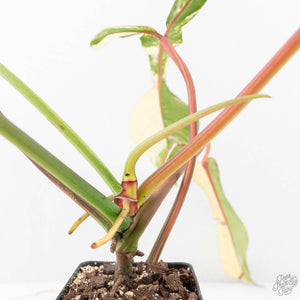 Philodendron 'Joepii' Variegated (wk20-A)