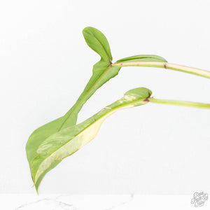 Philodendron 'Joepii' Variegated (wk21-Q)