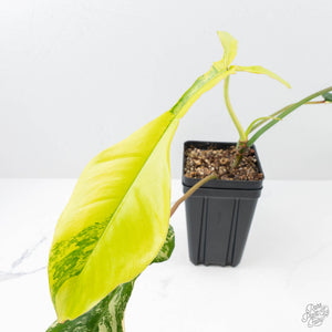Philodendron 'Joepii' Variegated (wk21-Q)