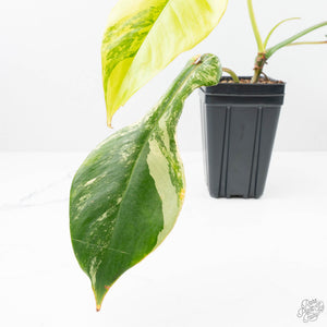 Philodendron 'Joepii' Variegated (wk21-Q)