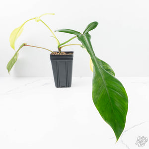 Philodendron 'Joepii' Variegated (wk21-Q)