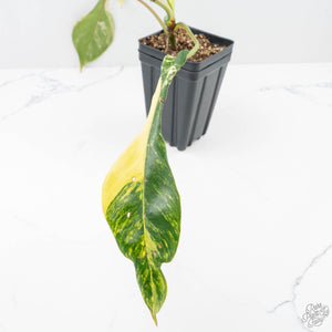 Philodendron 'Joepii' Variegated (wk21-Q)