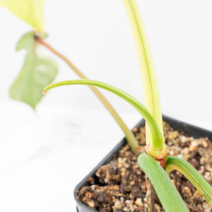 Philodendron 'Joepii' Variegated (wk21-Q)