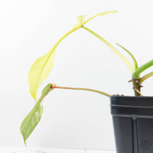 Philodendron 'Joepii' Variegated (wk21-Q)