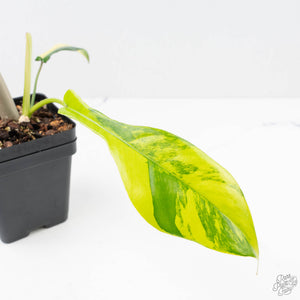 Philodendron 'Joepii' Variegated (wk22-P)