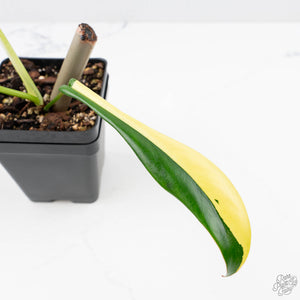 Philodendron 'Joepii' Variegated (wk22-P)