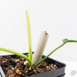Philodendron 'Joepii' Variegated (wk22-P)