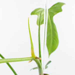 Philodendron longilobatum ‘Lelano Miyano’ (wk32-H)