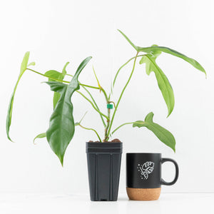 Philodendron longilobatum ‘Lelano Miyano’ (wk32-H)
