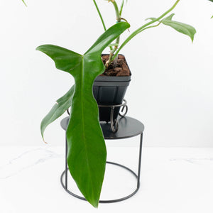 Philodendron longilobatum ‘Lelano Miyano’ (wk32-H)