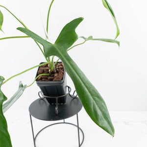 Philodendron longilobatum ‘Lelano Miyano’ (wk32-H)
