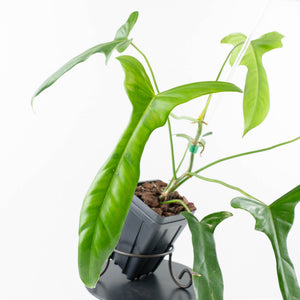 Philodendron longilobatum ‘Lelano Miyano’ (wk32-H)