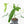 Philodendron longilobatum ‘Lelano Miyano’ (wk32-H)