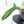 Philodendron longilobatum ‘Lelano Miyano’ (wk32-H)