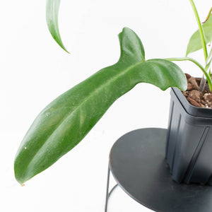 Philodendron longilobatum ‘Lelano Miyano’ (wk32-H)