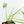 Philodendron longilobatum ‘Lelano Miyano’ (wk35-L203)